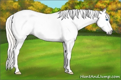 Horse Color:Gray Silver Amber Cream Champagne Roan Dun Splash Tobiano Frame Appaloosa Rabicano 