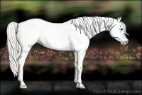 Horse Color:Gray Silver Amber Cream Champagne Roan Dun Splash Tobiano Frame Appaloosa Rabicano 