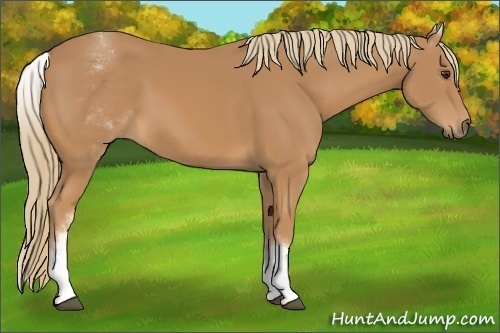 Horse Color:White Spotted Chestnut 