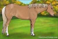 Horse Color:White Spotted Chestnut 