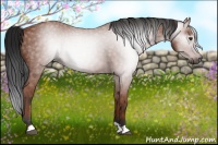 Horse Color:Gray Bay 