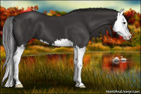 Horse Color:Buckskin Splash 