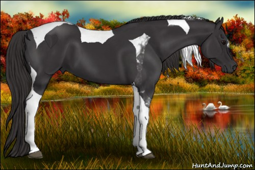Horse Color: Buckskin Tobiano 