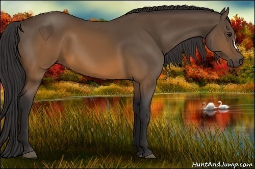 Horse Color:Buckskin 