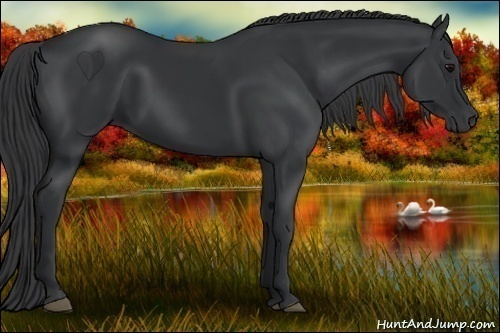 Horse Color:Black Rabicano 