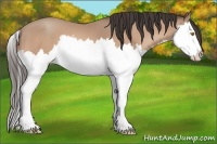 Horse Color:Amber Champagne Splash 