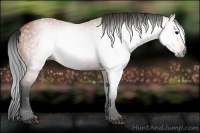 Horse Color:Gray Bay 