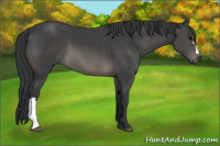 Horse Color:Brown 