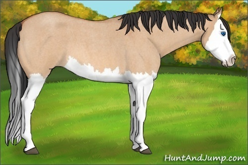 Horse Color:Unknown 