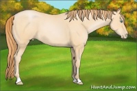 Horse Color:Buckskin Pearl 