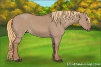 Horse Color:Red Dun Sabino 
