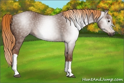 Horse Color:Gray Chestnut 