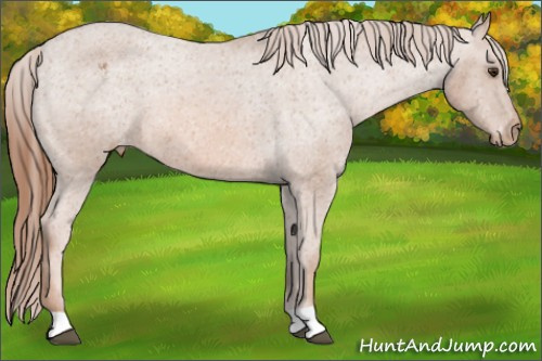 Horse Color: Unknown 