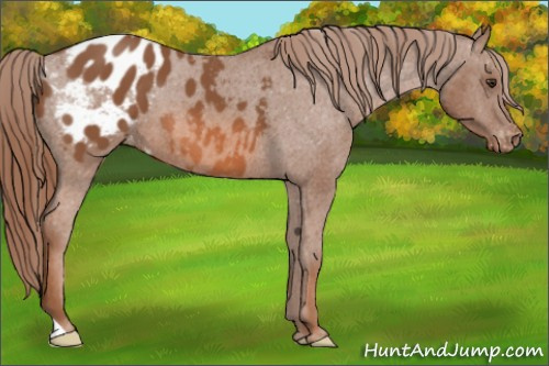 Horse Color:Liver Chestnut Appaloosa 