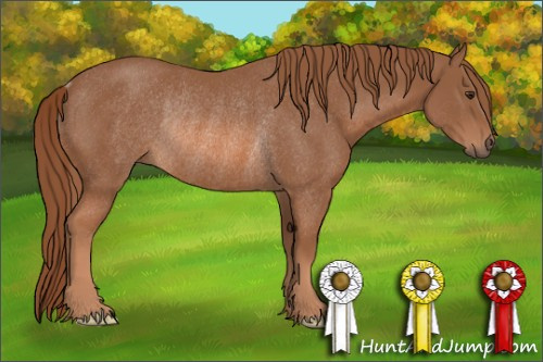 Horse Color:Liver Chestnut Rabicano