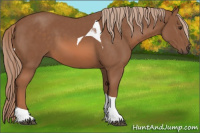 Horse Color:Liver Chestnut Tobiano