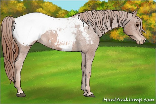 Horse Color: Chestnut Snowcap 