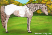 Horse Color:Chestnut Snowcap 