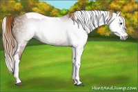Horse Color:Gray Chestnut Splash Tobiano 