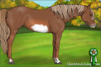 Horse Color:Liver Chestnut Frame 