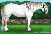 Horse Color:Gray Red Roan Splash Appaloosa 