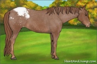 Horse Color:Chestnut Snowcap 