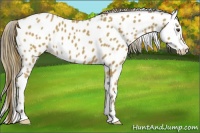 Horse Color:Buckskin Leopard 