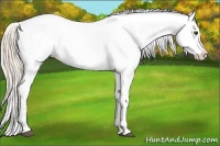 Horse Color:Palomino Appaloosa Rabicano