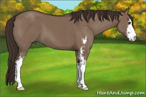 Horse Color: Liver Red Dun Sabino 
