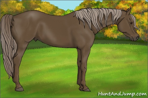 Horse Color: Chocolate Palomino 