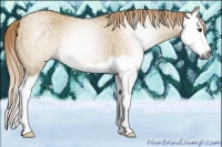 Horse Color:Gray Red Dun Splash