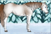 Horse Color:Gray Chestnut Splash