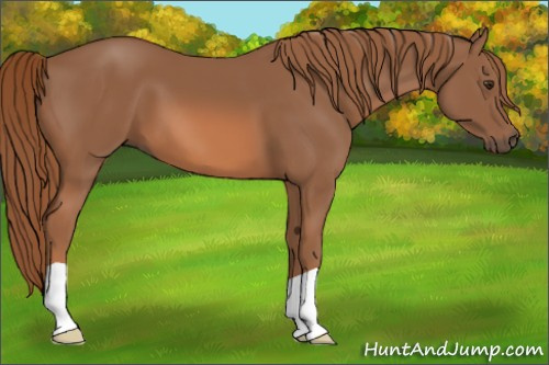 Horse Color: Liver Chestnut 