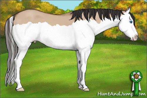 Horse Color: Bay Dun Splash 