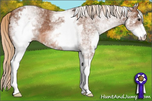 Horse Color: White Spotted Liver Chestnut 