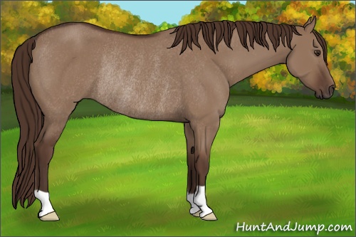 Horse Color: Liver Red Dun Rabicano 