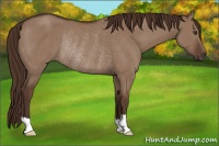 Horse Color:Liver Red Dun Rabicano 