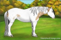 Horse Color:Bay Dun Sabino Splash Tobiano Rabicano 
