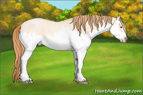 Horse Color: Gold Champagne Roan Dun Splash Frame 
