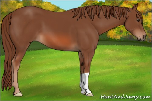 Horse Color: Liver Chestnut 
