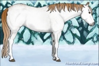 Horse Color:Gray White Spotted Chestnut 