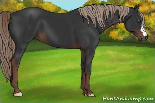Horse Color: Liver Chestnut 