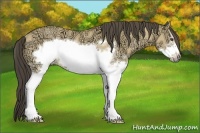 Horse Color:White Spotted Buckskin Ice Dun Sabino Frame Rabicano 