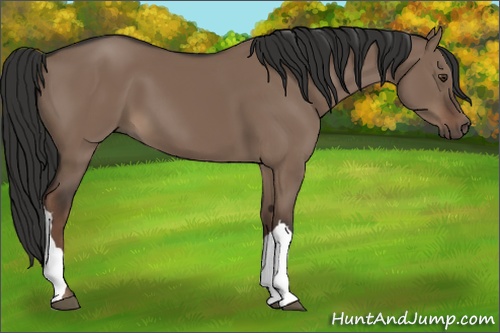 Horse Color: Liver Red Dun 