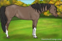 Horse Color:Liver Red Dun 