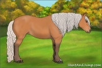 Horse Color:Silver Bay 