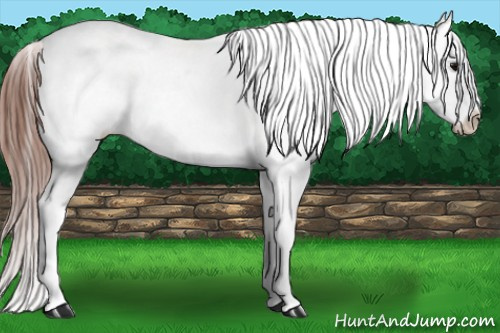 Horse Color: Black Splash Blanket 