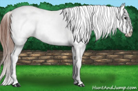 Horse Color:Black Splash Appaloosa 