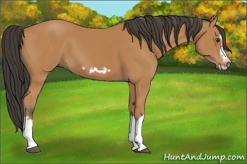 Horse Color:Bay Splash Frame