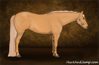 Horse Color:Chocolate Palomino Roan